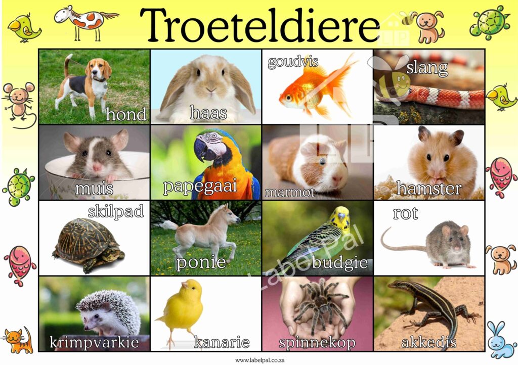 Troeteldiere -Afrikaans, classroom poster