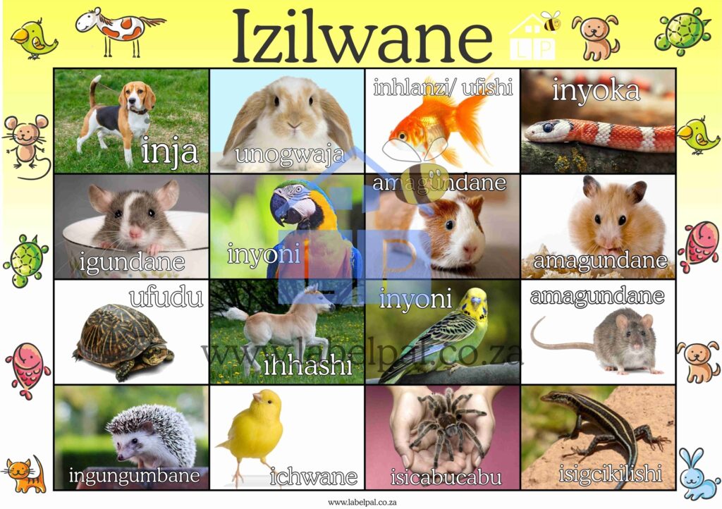 Isizulu Poster -Izilwane (Pets), classroom poster